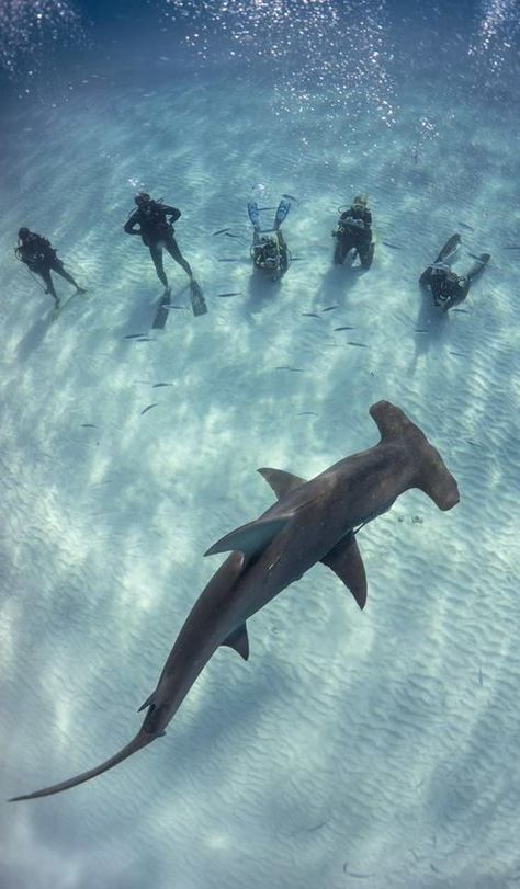 Swimming With Sharks, Scuba Diving Photography, Shark Pictures, Reef Shark, Scuba Gear, Scuba Diving Gear, Shark Diving, Hammerhead Shark, Water Adventure