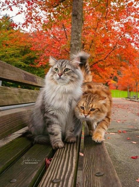 Adam Kadmon, Sweet Images, Fall Cats, Sick Cat, Happy Sabbath, Wild Animals Pictures, Animal Magic, Cute Cats And Kittens, Cute Cats And Dogs