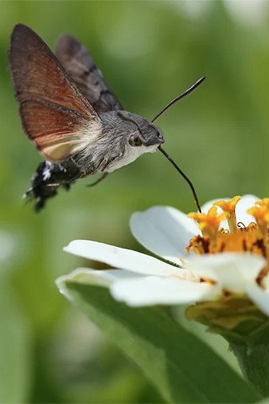 The hummingbird hawk moth’s long proboscis efficiently sucks up nectar, the perfect high-energy fuel for all-out flying. Hummingbird Hawk Moth, Hummingbird Moth, Hummingbird Pictures, Hawk Moth, Moth Tattoo, Creepy Crawlies, Legolas, Arachnids, Bugs And Insects