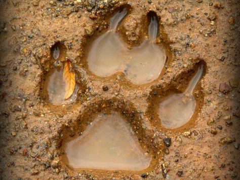 Paw print in mud Wolf Paw Print, Wolf Paw, Wolf Love, Beautiful Wolves, Wolf Spirit, Big Bad Wolf, Bad Wolf, Animal Totems, A Wolf