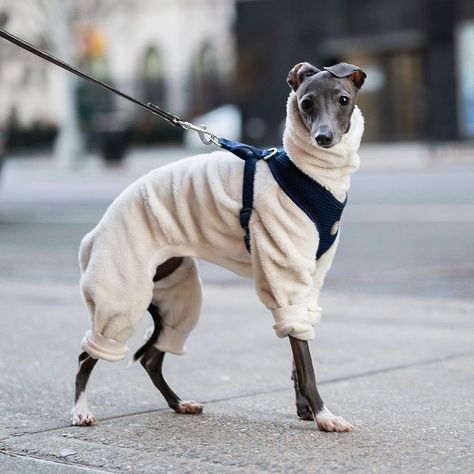 Mini Greyhound, Italian Grey Hound, Italian Greyhound Outfits, Italian Greyhound Fashion, White Italian Greyhound, Italian Greyhound Photography, Italian Greyhound Aesthetic, Italian Greyhound Dog, Puppy Time