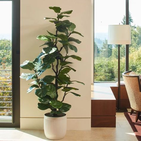 Faux 6.5' Fig Tree | Costco Fig Tree In Pot, Best Indoor Trees, Fiddle Fig Tree, Artificial Indoor Trees, Tree In Pot, Fig Plant, Indoor Tree, Fiddle Fig, Indoor Trees