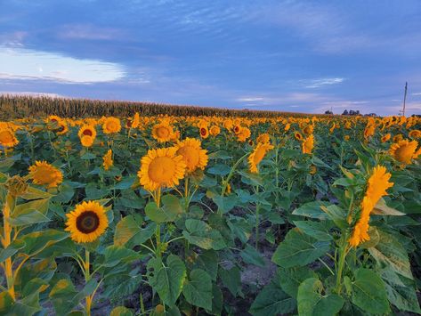 The Stuckey Farm Sunflower Festival 2024 Sunflower Festival, Kids Eat Free, Things To Do Today, Festival 2024, Fairs And Festivals, Park Playground, Free Event, Golden Glow, Party Entertainment