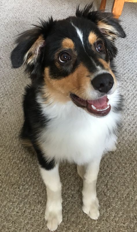 Australian Shepherd Puppy Black, Black Tri Aussie, Puppy Black, Athletic Dogs, Miniature Australian Shepherd, Australian Shepherd Puppy, Aussie Puppies, Australian Shepherd Puppies, Black German Shepherd