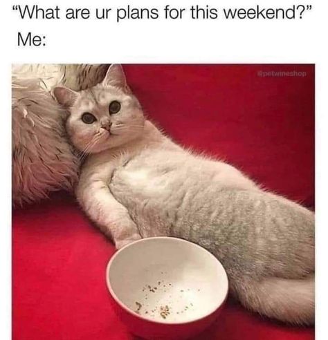 Cat Jokes, Funny Cat Memes, Silly Cats, Funny Animal Pictures, Animal Memes, Cute Funny Animals, Crazy Cats, Cat Pics, Funny Cute