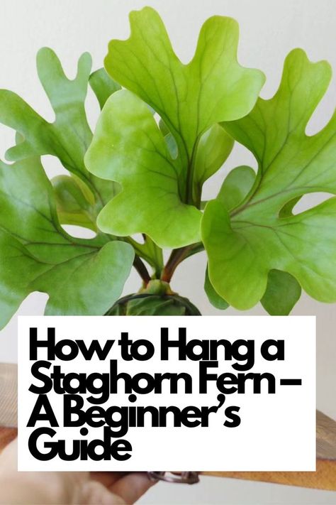 Staghorn Fern, hanging plants, plant care, indoor gardening, beginner's guide. Learn the best techniques to securely mount your fern and watch it thrive in its new elevated home. Elevate your indoor gardening skills and add a touch of nature to your living space.  IG Photo by: takako_in_pajamas Staghorn Fern On Driftwood, Propagating Staghorn Fern, Staghorn Fern Mounting Ideas, How To Hang A Staghorn Fern, Mounting Staghorn Fern Diy, Staghorn Fern Hanging Baskets, Stag Horn Fern Mount Ideas, Hanging Staghorn Fern, Staghorn Fern Mount Ideas