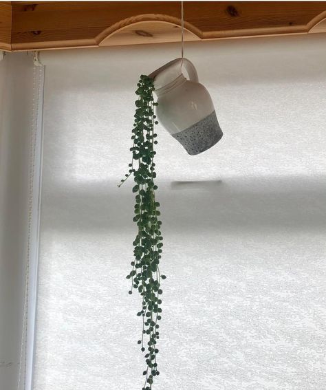 String Of Pearls Plant, Cheap Plants, Plant Hanging, نباتات منزلية, Office Plants, String Of Pearls, Growing Indoors, Plant Mom, Plant Lady