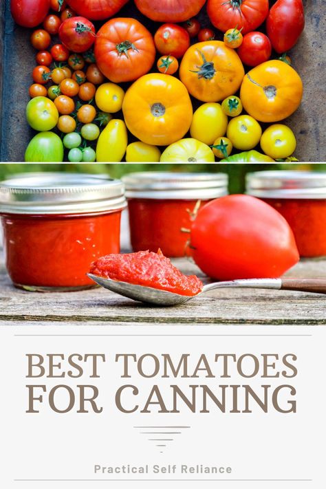 Best Tomatoes for Canning - If you're looking for best tomatoes to grow for canning, look no further. Whether you want the best tomatoes for canning salsa, sauce, or tomato paste, I'll cover it all in this guide. Best Canning Tomatoes, Best Tomatoes For Canning, Canning Tomato Sauce For Beginners, Best Tomatoes For Sauce, Best Tomatoes To Grow, Canning Pasta Sauce, Tomatoes For Canning, Wisconsin Gardening, Canning Tomato Juice