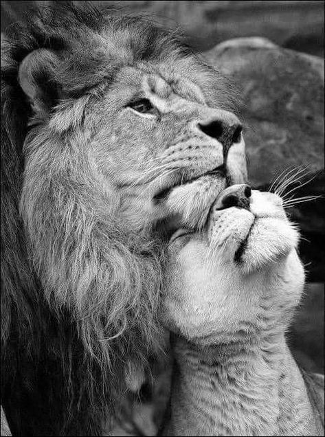 Lion Couple, Black And White Lion, Lion Family, Lion Photography, Lion And Lioness, Lion Love, Francia Bulldog, Lion Wallpaper, Lion Painting