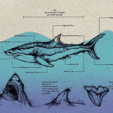 Types Of Sharks Poster, Shark Anatomy Poster, Great White Shark Anatomy, Sharks Anatomy, Shark Poster Aesthetic, Shark Diagram, Anatomy Infographic, Great White Shark Drawing, Shark Anatomy