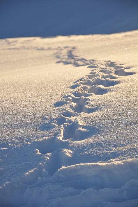 footsteps in the snow! Footsteps In Snow, Art Competitions, Snow Shoes, The Snow, Frozen, Writing, Collage, Pins, Quick Saves