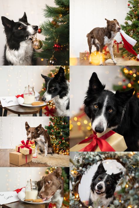 My 12 Days of Dogmas: Festive Photo Ideas with Pets is available now! It's totally free so make sure to get it before it lasts! #christmasdogphotos Pet Christmas Photos Ideas, Christmas Photos With Pets, Christmas Pet Photoshoot, Christmas Dog Photos, Holiday Pet Photography, Christmas Puppies Pictures, Pet Family Photos, Puppy Christmas Card, Pet Dog Pictures