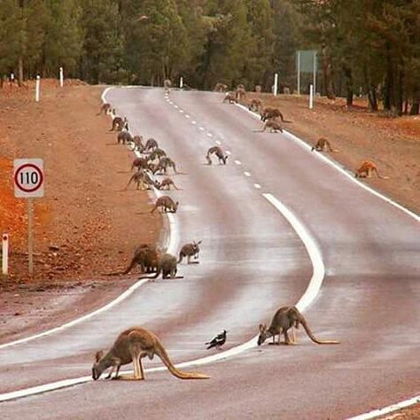 Kangaroos come out to drink water on the road after heavy rain. Central Flinders Ranges. Courtesy of Bookabee Australia Flinders Ranges, Western Australia Travel, Australian Country, Australia Kangaroo, Outback Australia, Australian Wildlife, Australian Animals, Heavy Rain, Hobart