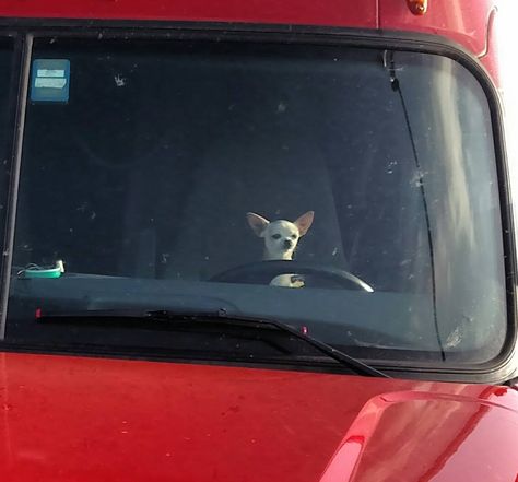 Trucker Aesthetic, Funny Animal Photos, Cute Chihuahua, Chihuahua Love, Silly Dogs, Silly Animals, Chihuahua Dogs, Funny Animal Pictures, What’s Going On