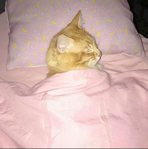 Cat Tucked In Bed, Cat Sleeping In Bed, Dogs Cute, Silly Cats Pictures, Silly Animals, Cat Sleeping, Cats Cute, Discord Server, 영감을 주는 캐릭터