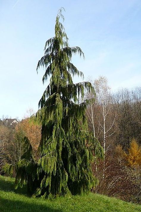 Add Grace to Your Garden With These 19 Weeping Trees Weeping Alaskan Cedar, Weeping Trees, Conifers Garden, Landscaping Trees, Evergreen Garden, Specimen Trees, Magic Garden, Garden Shrubs, Cedar Trees