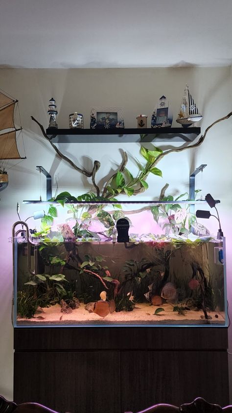 120cm Tank with 350L water capacity wild discus and angelfish tank 😍😍 Discus Fish Tank, Angelfish Tank, Dark Moody Bedroom, Discus Tank, Heeler Dogs, Blue Heeler Dogs, Planted Tank, Discus Fish, Moody Bedroom