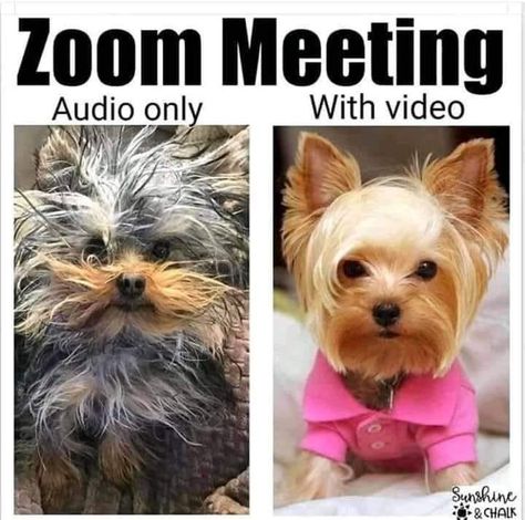 Zoom Meeting, Memes, Dogs, Funny