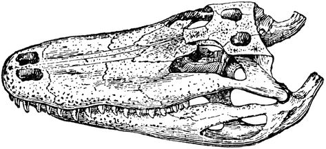 Alligator Skull, Crocodile Skull, Alligator Tattoo, Crocodile Tattoo, Skull Reference, Victorian Illustration, Chest Piece, Skull Drawing, Forearm Tattoo