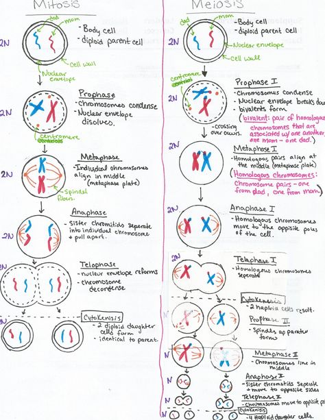 Mitosis Vs Meiosis Worksheet Answers Meiosis Stages, Opinion Writing Third Grade, Comparison Worksheet, Mitosis And Meiosis, Biochemistry Notes, Spring Worksheet, Self Esteem Worksheets, Middle School Lesson Plans, 3rd Grade Writing