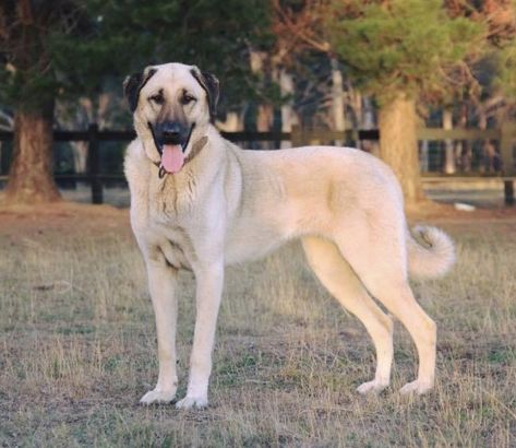 Kangal Shepherd, Kangal Dog, Livestock Guardian Dog, Tallest Dog, Big Dog Breeds, Anatolian Shepherd, Giant Dogs, Dog Biting, Dogs For Sale