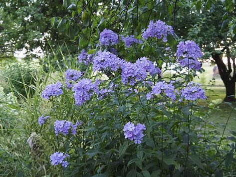 Phlox paniculata 'Blue Evening' | 21.07.2021 | Villu Lükk | Flickr Phlox Paniculata Blue Paradise, Tall Phlox, Phlox Paniculata, Bluebird, Secret Garden, Blue Bird, Paradise, Nursery, Plants