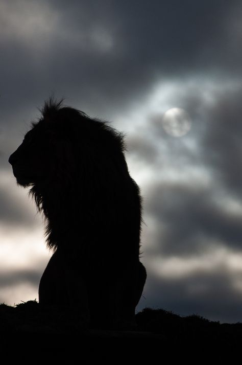 The silhouette of a lion as he awaits the morning’s wakeup call. | Flickr - Photo Sharing! Regnul Animal, Lion Love, Charcoal Drawings, Hur Man Målar, Lion Of Judah, A Lion, White Photo, Animal Planet, Animal Photo