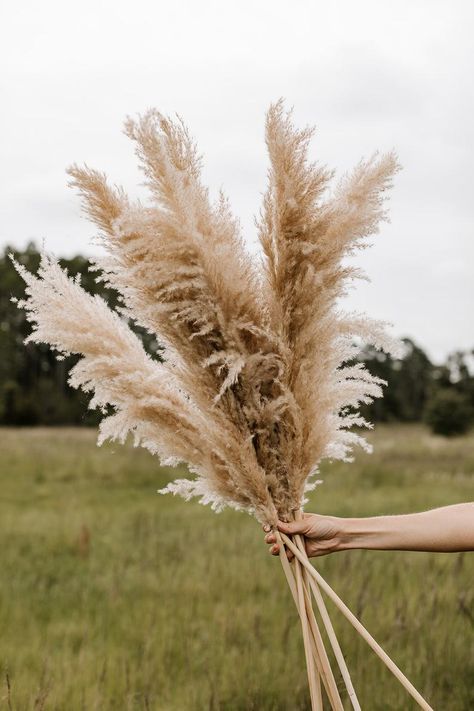 May be too tall. Medium Plume 4 FT White Fluffy Pampas Grass | Etsy Diy Dried Flowers, Modern Halloween Decor, Plants Wedding, Minimalist Halloween, Dried Pampas, Pampas Grass Decor, Flower Bunch, Modern Halloween, Grass Wedding