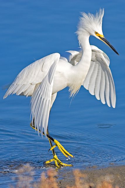 Snowy Egret (Egretta thula) displaying plumage. A small heron of the Americas. photo: hamish11. Nature Reference, Snowy Egret, Friends Leave, Water Birds, White Egret, Kinds Of Birds, Airbrush Art, White Bird, All Birds