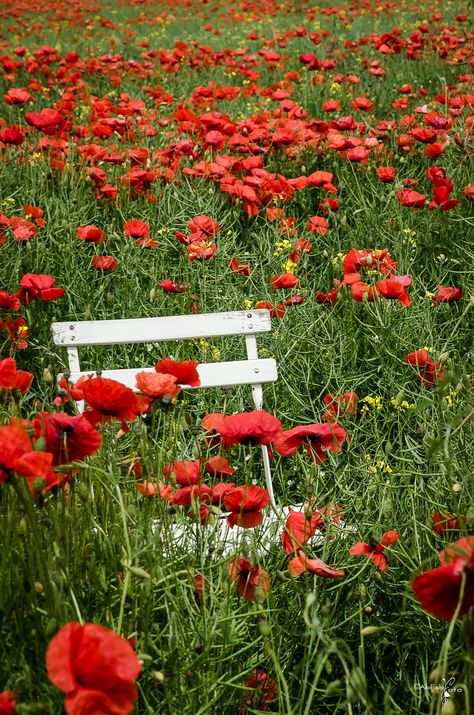 one day in poppy land... - null Good Flowers, Poppy Garden, Spring Red, Pink Cottage, Wheat Fields, Poppy Field, Fantasy Concept Art, Poppy Flower, Red Poppies