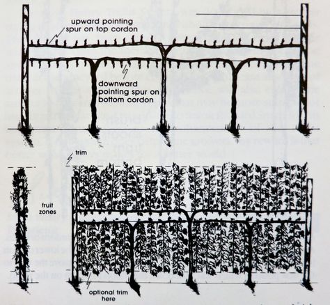 Smart-Henry trellis. I think I love this system for growing grapes... spurs point up AND down, for complete coverage of my space (Making a fence with grape vines) Grape Tree, Grapes Of Wrath, Growing Grapes, Septic Tank, Urban Farming, Edible Garden, Easy Woodworking Projects, Wine Country, Abba