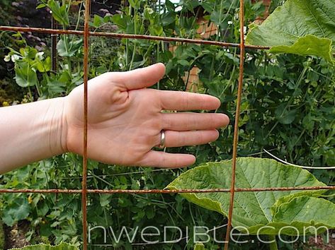 Bean Trellis Diy, Rebar Trellis, Tall Trellis, Bean Trellis, Tomato Support, Metal Garden Trellis, Budget Landscaping, Wire Trellis, Tomato Trellis