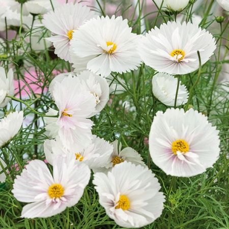 Cupcakes White, White Cosmos, White Cosmo, Prairie Garden, Cosmos Flowers, Cut Flower Garden, Unusual Flowers, Cupcake Wrappers, Flower Background Wallpaper