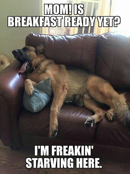 lounge lizzard German Shepherd Memes, German Shepherd Funny, German Shepards, Funny Dog Memes, Funny Animal Quotes, Funny Dog Pictures, Shetland Sheepdog, Shepherd Dogs, Funny Animal Memes