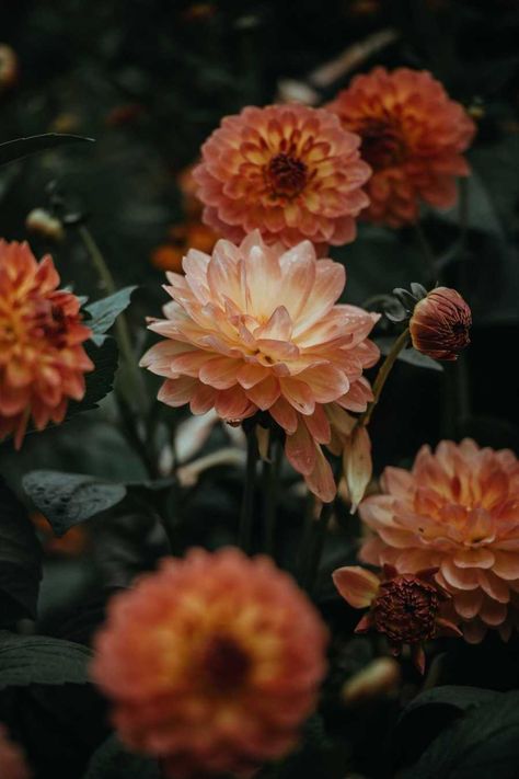 Fleur Orange, Autumn Flowers, Chrysanthemum Flower, Plant Aesthetic, Orange Aesthetic, Most Beautiful Flowers, Dahlia Flower, Companion Planting, Autumn Garden