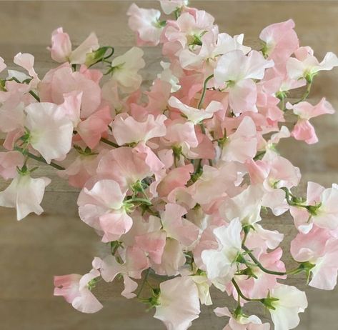 Sweet Pea And Daisy Bouquet, Sweet Pea Arrangements, Peas Aesthetic, Lina Stores, Spring Bridesmaids, Sweet Pea Bouquet, Sweet Pea Flower, Fav Flower, Flower Types