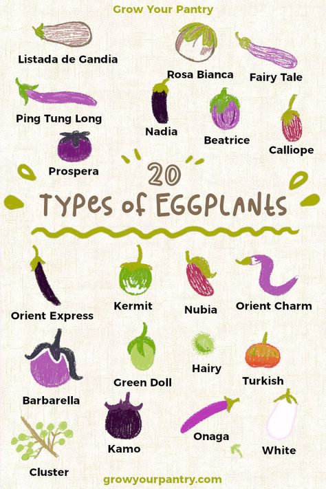 There's so many eggplants! With over 20 varieties we get stuck in and begin to break them down for you to get to know them, delicious recipes and so much more  Whether you know them as aubergine or eggplant we all love them  Check out the link below for more Root Vegetables List, Vegetables In English, Growing Eggplant, Vegetables List, Eggplant Varieties, Fruits And Vegetables List, Thai Eggplant, Indian Culture And Tradition, List Of Vegetables