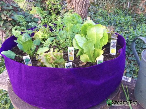 Small Flower Gardens, Plants For Raised Beds, Garden Bags, Raised Planter, Big Plants, Grow Bags, Seasonal Garden, Garden Bed, Planting Vegetables