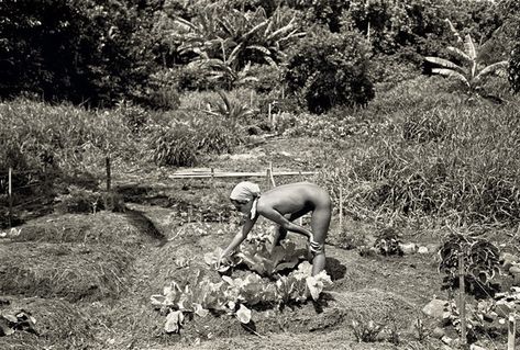 Treehouse Community, 1970s Hippie, Community Gardening, Hawaiian Islands, Elizabeth Taylor, Street Artists, Kauai, Woodstock, Tree House