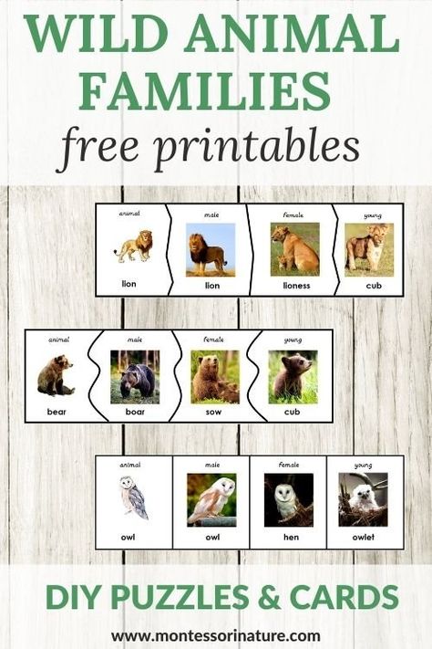 Wild Animal Families Puzzles And Cards – Free Printable - Montessori Nature Free Learning Printables, Honey Bee Life Cycle, Free Family Printables, Nature Printables, Bee Life Cycle, Animal Families, Free Educational Printables, Animal Life Cycles, Science Vocabulary