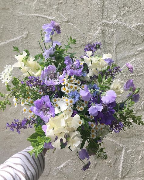 Caitlyn Neufeld on Instagram: “June blooms. Gorgeous sweet peas from @ninebarkfarm 🤍” Sweet Pea And Daisy Bouquet, Sweetpea Bouquet, Sweet Pea Flowers Aesthetic, Sweet Peas Flowers, Sweet Pea Flower, Sweet Peas, Sweet Pea Bouquet, Sweet Pea Plant, Sweet Pea Flowers