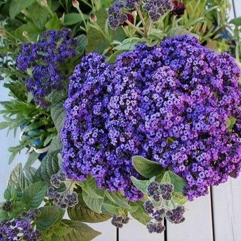 Fragrant Heliotrope Flower Seeds Heliotropium Arborescens | Etsy Heliotrope Flower, Perennial Garden, Fragrant Flowers, Cherry Pie, Exotic Flowers, Summer Garden, Flower Seeds, Dream Garden, Organic Gardening