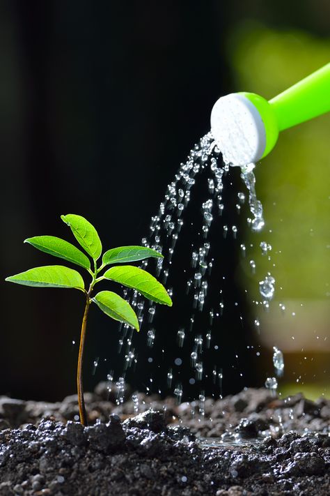 Over Watering Plants, Old Apple Logo, Agriculture Pictures, Watering Trees, Save Water Poster Drawing, Gardening Tattoo, Water Plants Indoor, The Last Leaf, Garden Tattoo