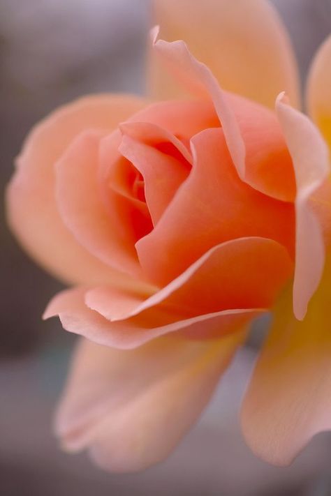 The Secret Garden, Peach Roses, Love Rose, All Flowers, Exotic Flowers, Flower Beauty, Beautiful Blooms, Amazing Flowers, Love Flowers