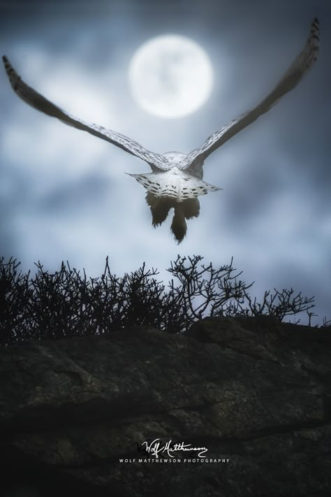 Celestial Home Decor, Celestial Home, Owl Flying, Owl In Flight, Moon Wall Decor, Flying Owl, Celestial Decor, Paper Photography, Owl Moon