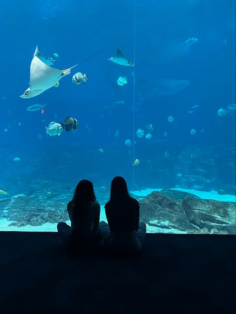 Aquarium Date Wlw, Blue Aesthetic Friends, Aquarium Pics, Fish Reference, Aquarium Photos, Aquarium Pictures, You Are My Moon, Mini Mundo, Ocean Fish