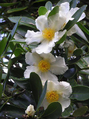 camellia sasanqua setsugekka Camellia Sasanqua Setsugekka, Camelia Setsugekka, Camellia Setsugekka, Camellia Sasanqua, Yard Plants, Tell Me Why, Garden Cart, Garden Plan, Front Landscaping