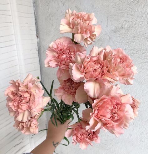 Pale Pink Carnations, Pink Carnation Aesthetic, Mad Aesthetic, Carnation Aesthetic, Naomi Core, Sun Moon Earth, Aesthetic Palette, Flower Species, Moon Earth