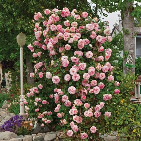 Rose Garden Ideas, Yew Shrub, Ninebark Shrub, Hibiscus Shrub, Ground Cover Roses, Hydrangea Shrub, Deer Resistant Perennials, Floribunda Roses, Hardy Hibiscus