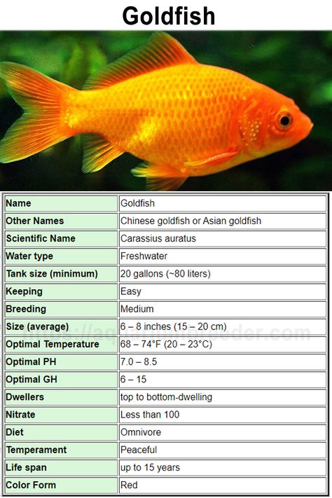 Quick Notes about Goldfish (Carassius auratus) water requirements Goldfish Community Tank, Goldfish Care Guide, Goldfish Breeds, Goldfish Care, Common Goldfish, Comet Goldfish, Tank Terrarium, Fish Information, Fish Types